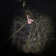So you want to be a field biologist? Brunner climbed a rock face to record video of the glass frog making its sexy moves.